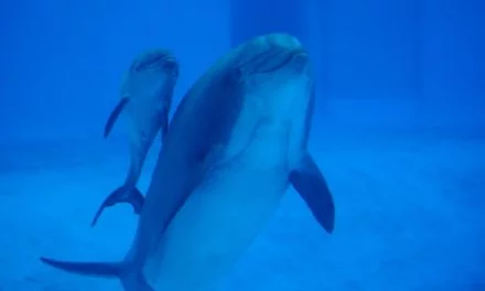 Au Parc Astérix, Beauty a donné naissance à un delphineau, répondant au doux nom de Baleos