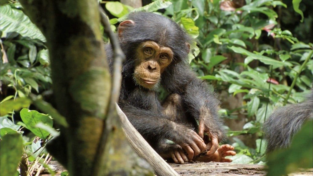 Chimpanzes---Oscar