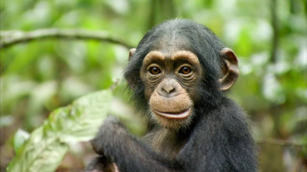 Chimpanzes - Oscar 2