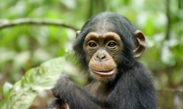 Chimpanzés, un film très émouvant signé Disneynature. A ne pas manquer !