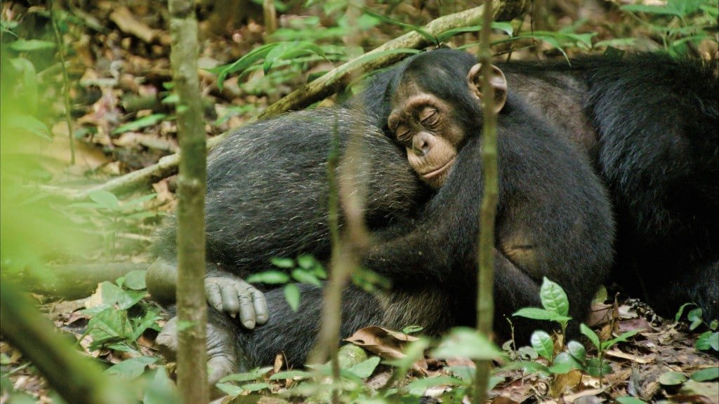 Chimpanzes-Oscar-et-Freddy-2