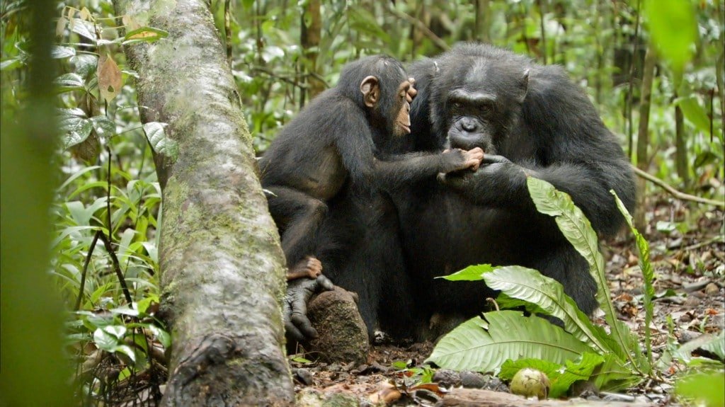 Chimpanzes - Oscar et Freddy 3