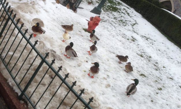 Galerie La neige à Disneyland Paris