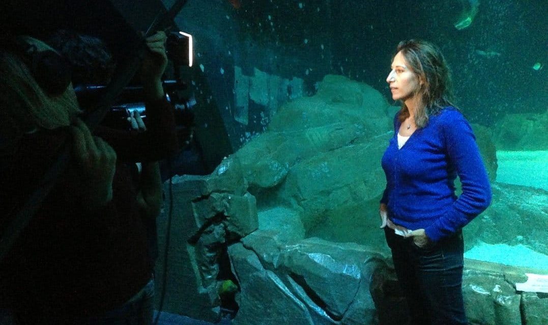 Maud Fontenoy plonge avec les requins de l’Aquarium de Paris à l’occasion du lancement de l’exposition « À la rencontre des requins ! ».