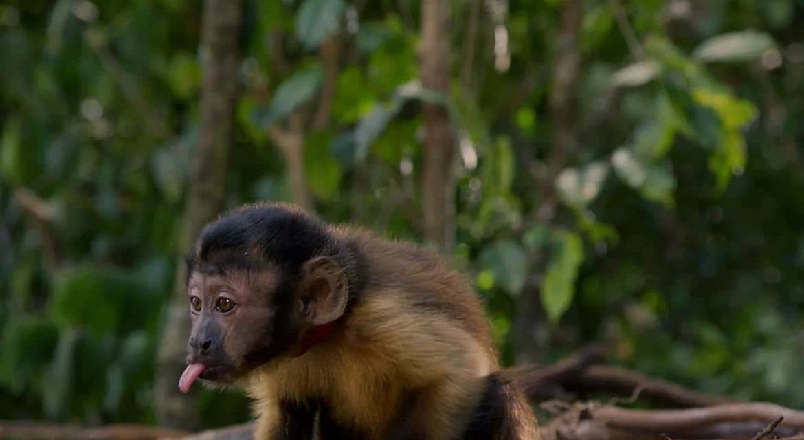 AMAZONIA. Un voyage au coeur de la plus vaste forêt de notre planète en compagnie d’un petit singe capucin. (Notre avis et un concours !)