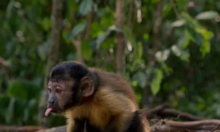 AMAZONIA. Un voyage au coeur de la plus vaste forêt de notre planète en compagnie d’un petit singe capucin. (Notre avis et un concours !)