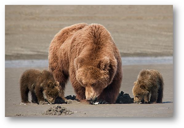 Grizzly image002
