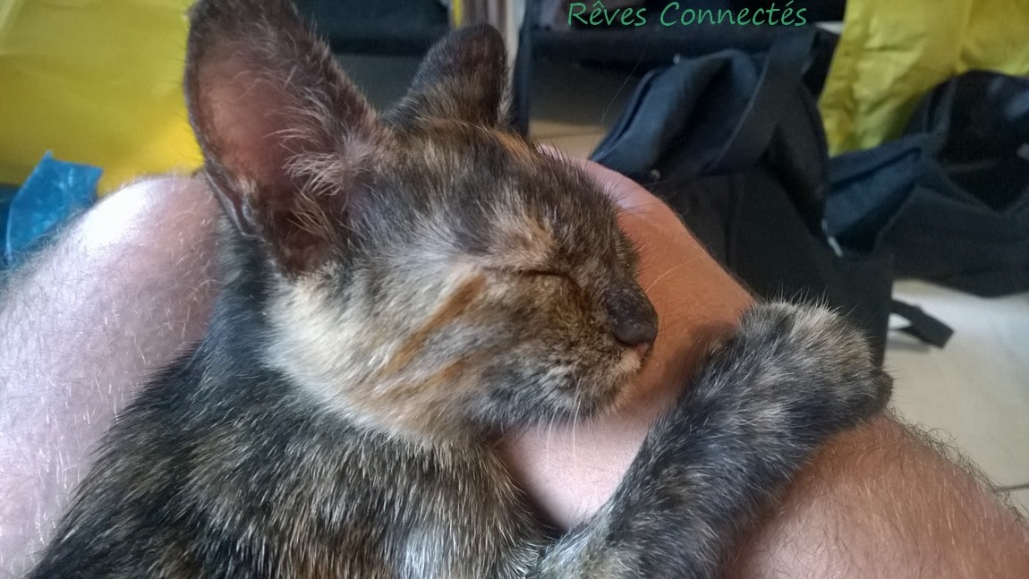 Kaya dort sur mes genoux et une main lorsque je travaille sur l'ordinateur.