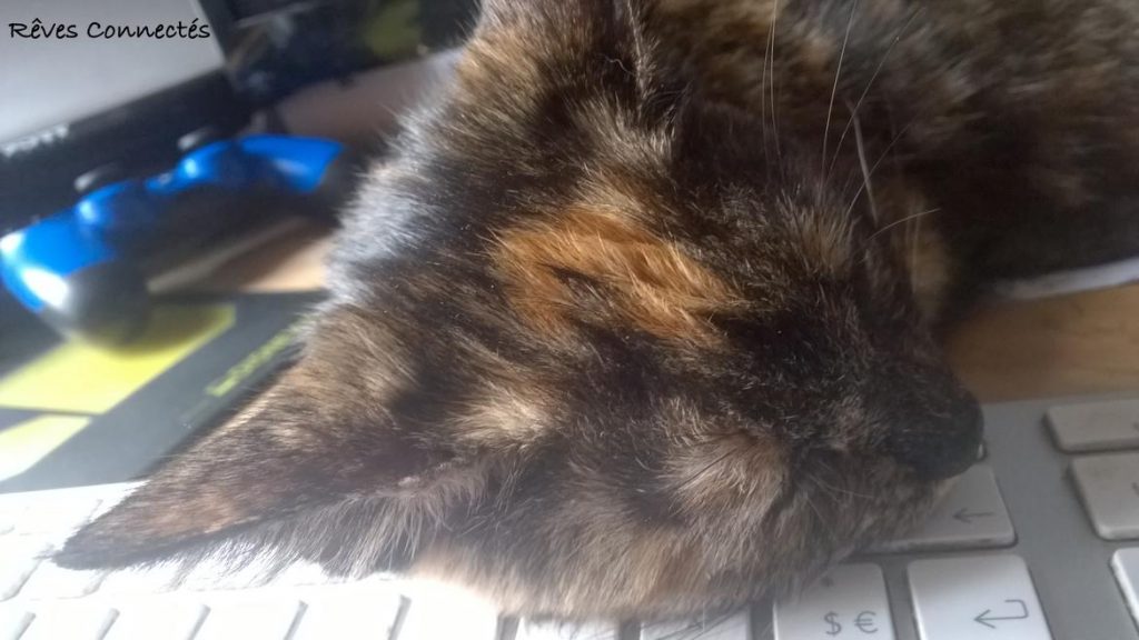 Princesse Kaya peut dormir sur ses deux oreilles (Non pas le clavier !)