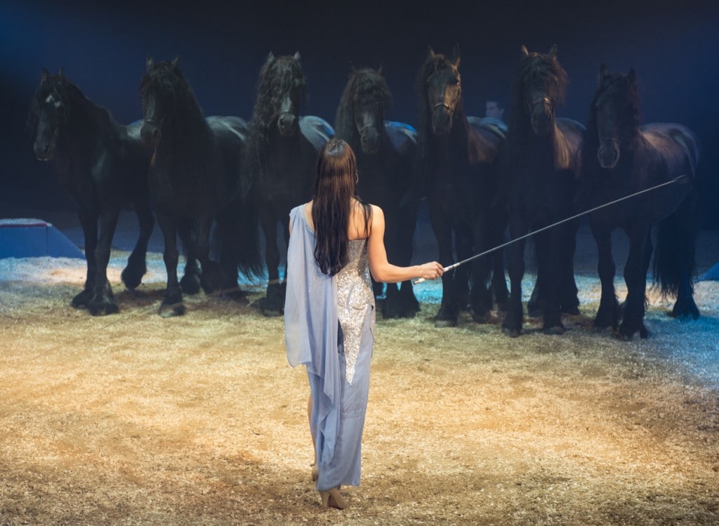 Cirque Alexis Gruss - Pégase & Icare - Les chevaux