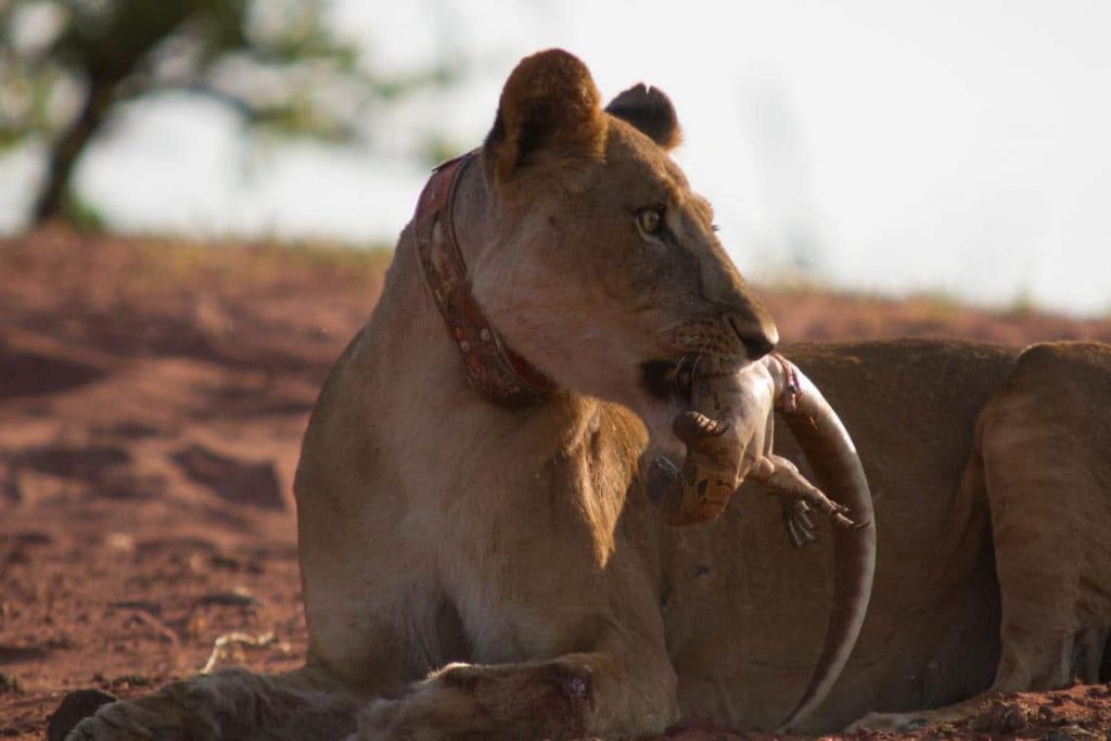 LAKE KARIBA MATUSADONA NATIONAL PARK ZIMBABWE AFRICA: Lioness with recent monitor lizard kill. (Photo Credit: MATTHEW HOOD/ DON PERCIVAL/ Goddunnit Promotions)