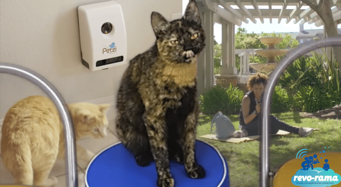 Le Revo-Rama teste les objets connectés pour les chats ! (vidéo)