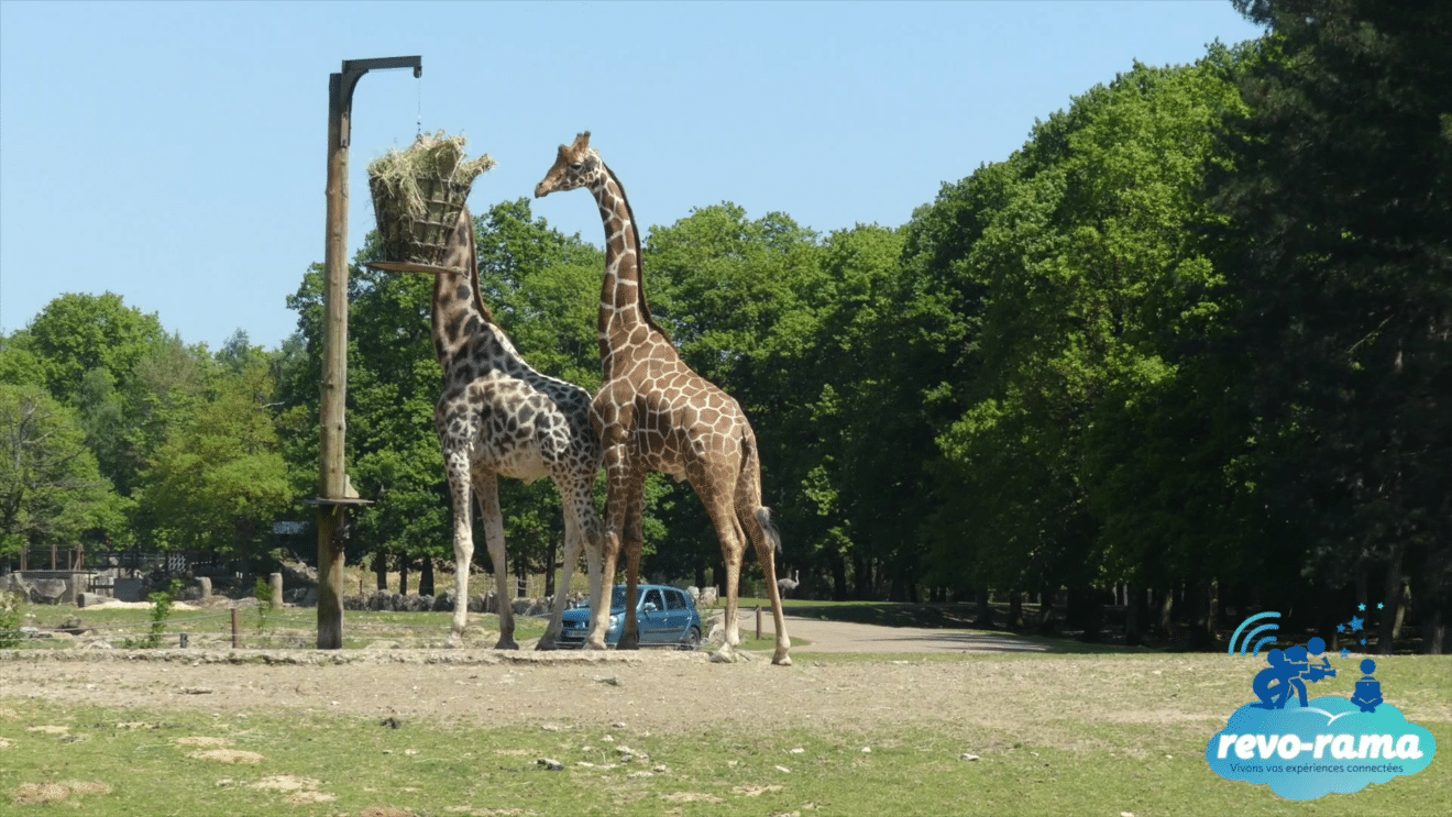 revorama-zoo-safari-parc-animalier-thoiry-2018
